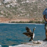 Prokopis, the domesticated cormorant of Apollonia